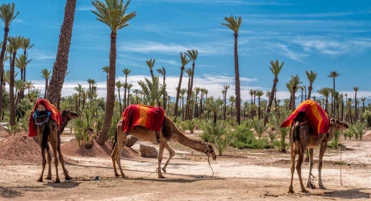 Le Joyau De Majorelle - Marrakech * Marraquexe